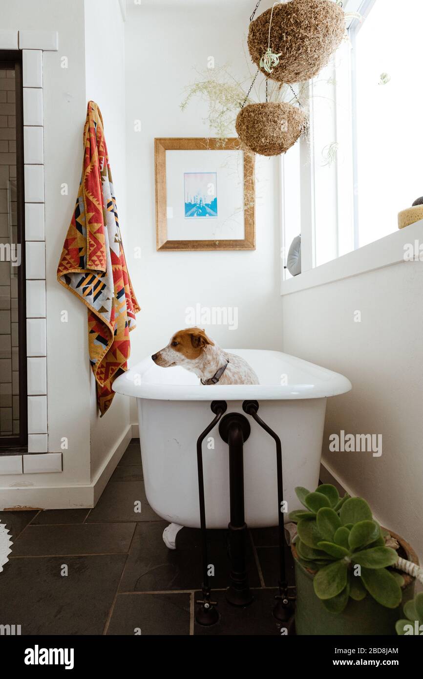 Mutt Welpe sieht verlassen sitzen in der Badewanne vor ihrem Bad Zeit Stockfoto