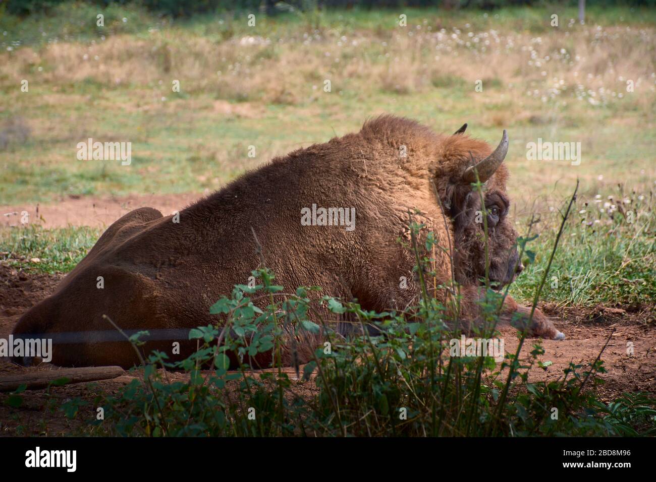 Ein Büffel im Norden Spaniens Stockfoto