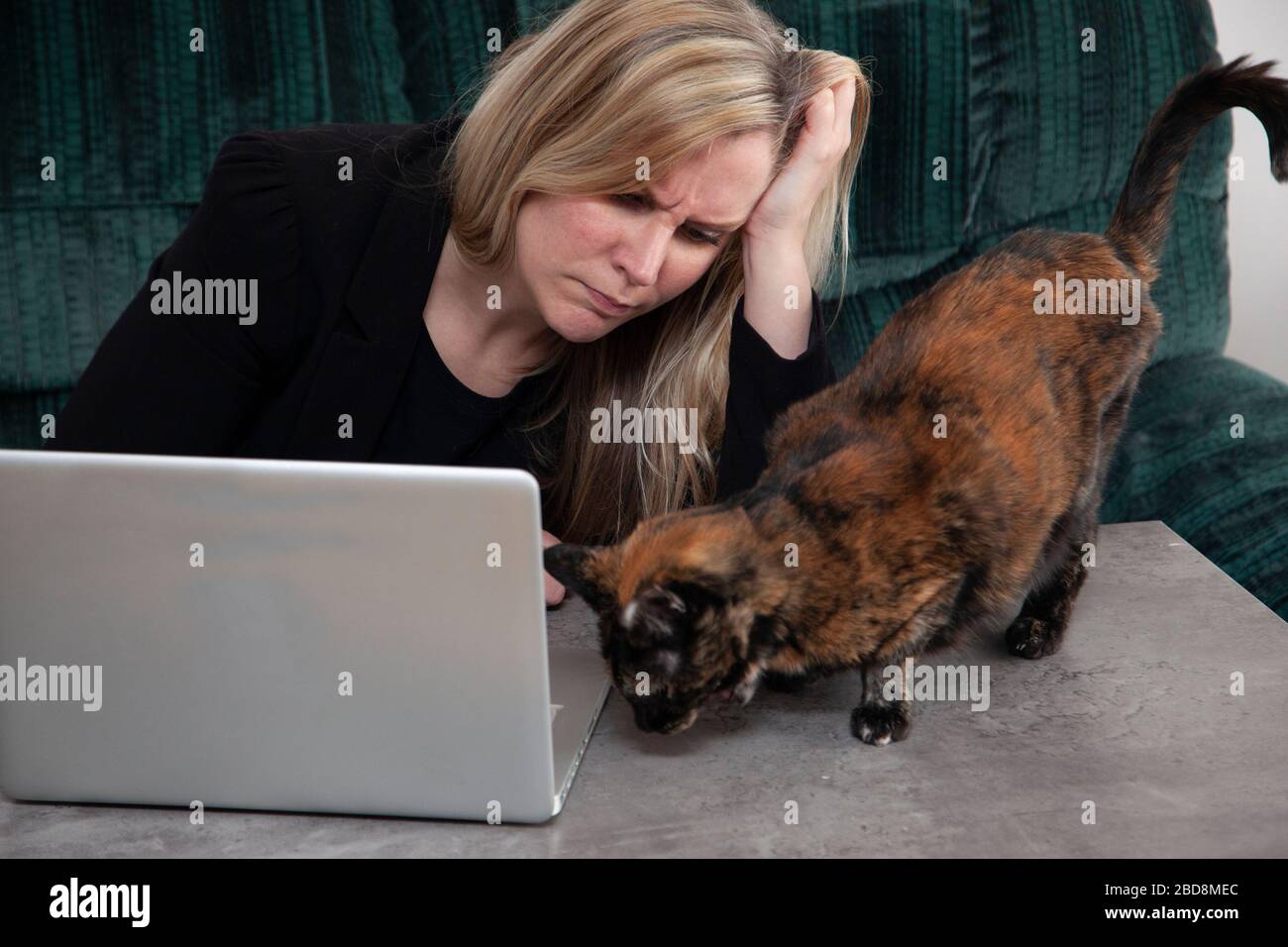 Eine Katze klettert auf den Kaffeetisch, als eine Frau für die Arbeit mit einem Laptop gekleidet ist Stockfoto