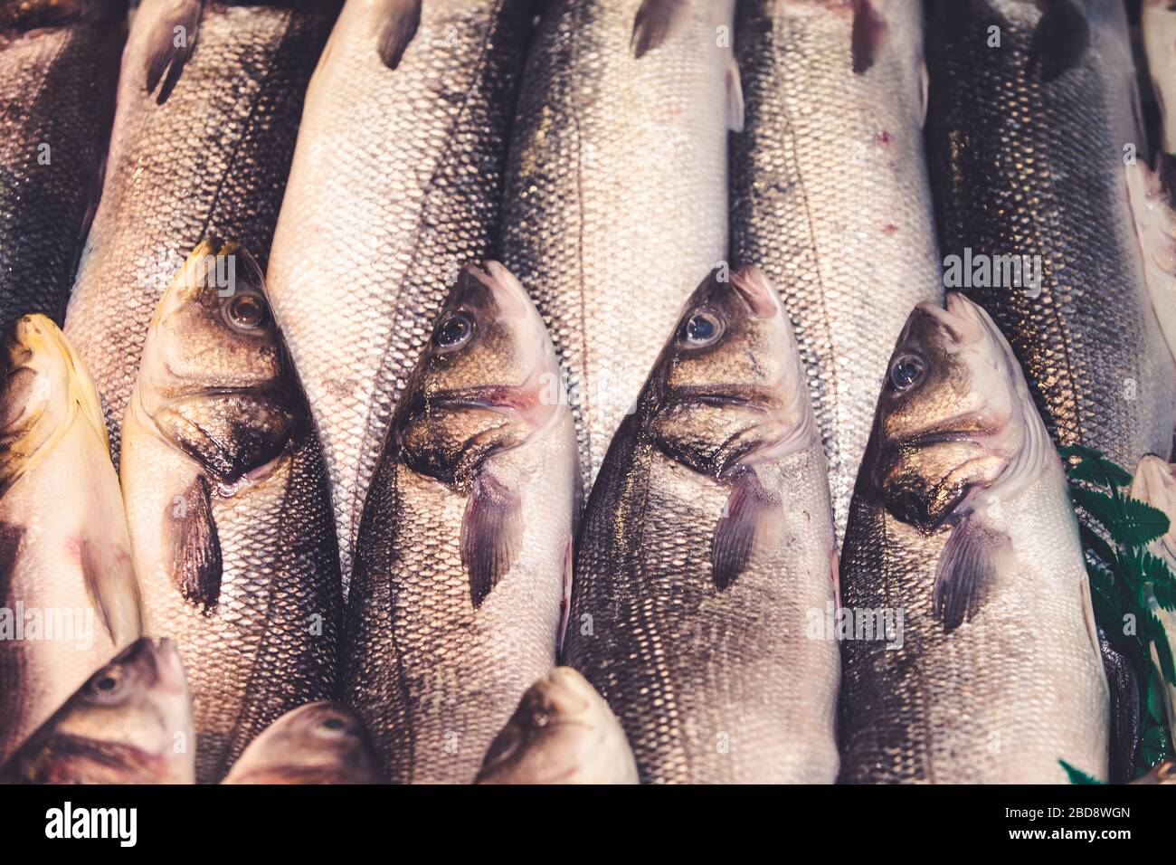 Frischer Fisch aus dem Mittelmeer, der auf einem Markt in Málaga, Spanien, verkauft werden kann. Spanische authentische Gastronomie Kultur. Stockfoto