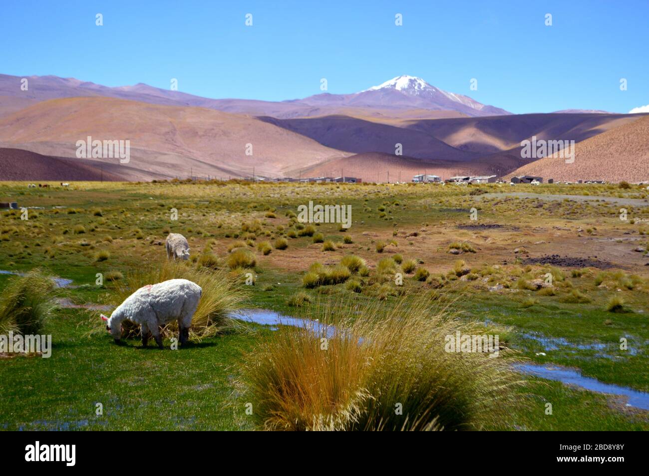 Lamas grasen in der fruchtbaren Ebene von Santa Rosa de los Pastos Grandes, Salta, Argentinien Stockfoto