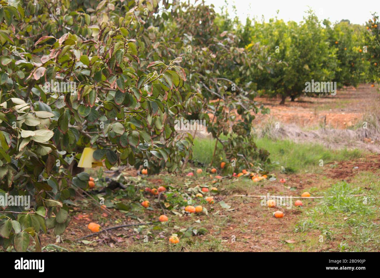 Persimmon-Feld kurz nach der Ernte der Frucht. Auf dem Boden liegen Obststücke, die vom Handel nicht geschätzt werden Stockfoto