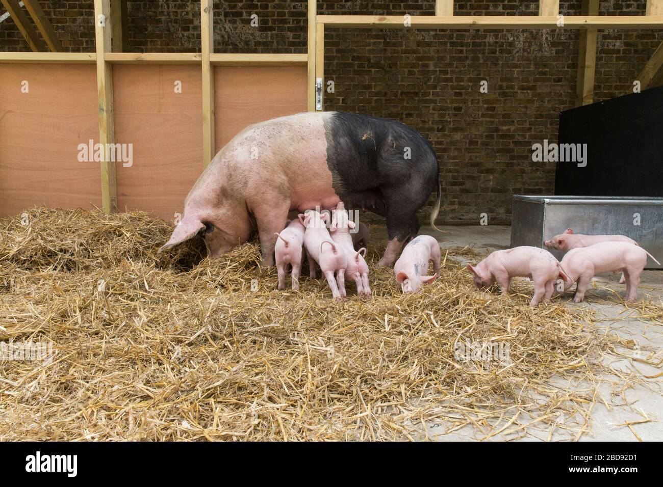 Säugenden Ferkel spielen um ihre Mutter in einem Hof in Waterloo, Central London Stockfoto