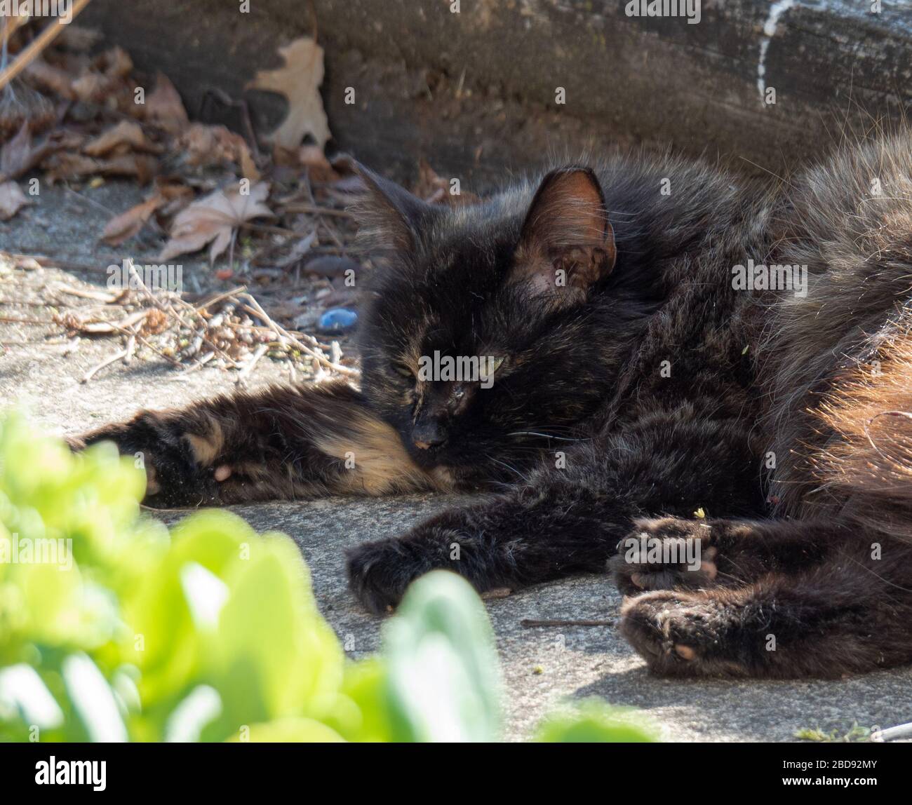 Schlafende Feral Katze an einem heißen Sommertag Stockfoto