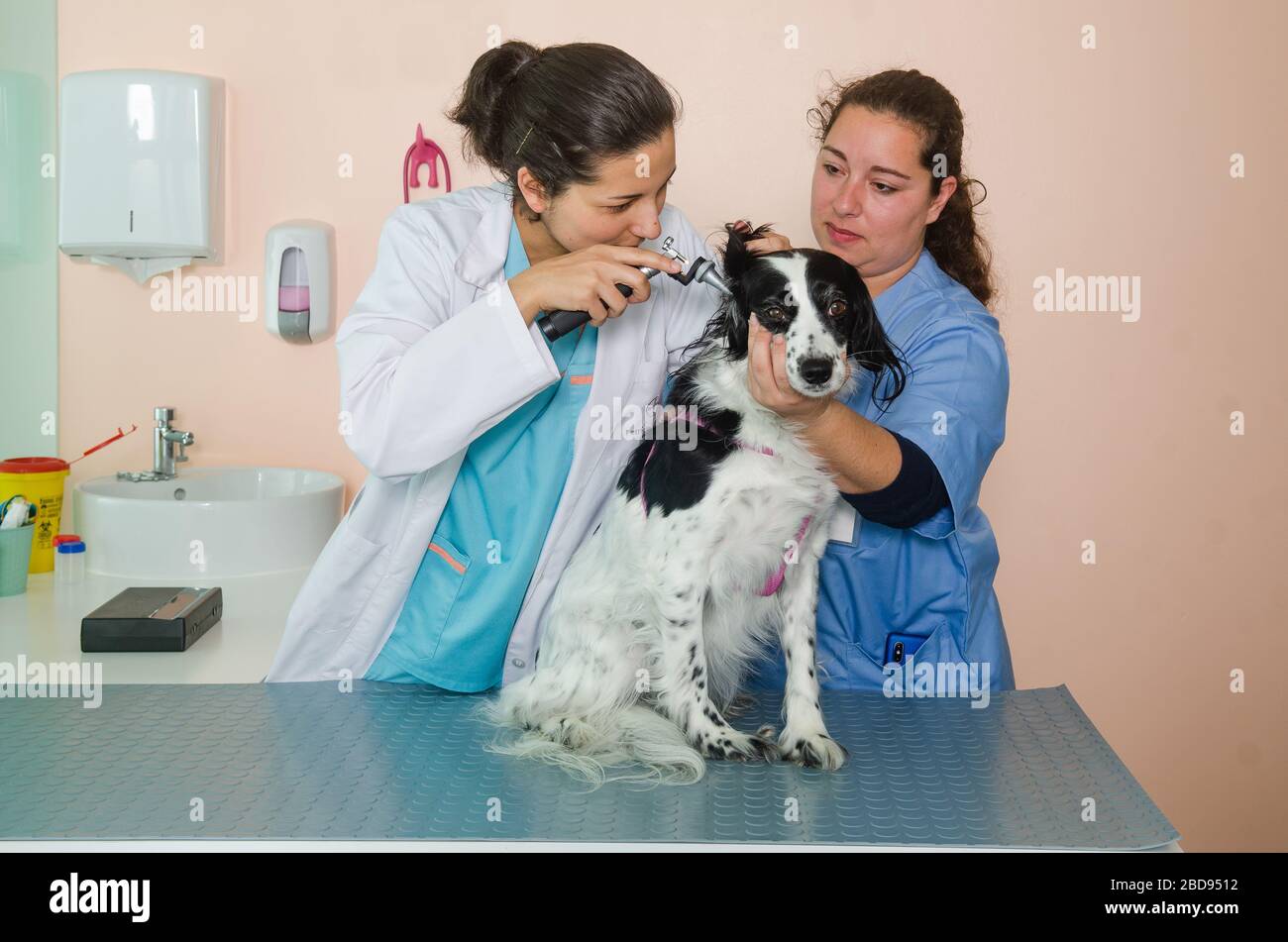 Tierarzt untersucht einen Hund im Büro Stockfoto