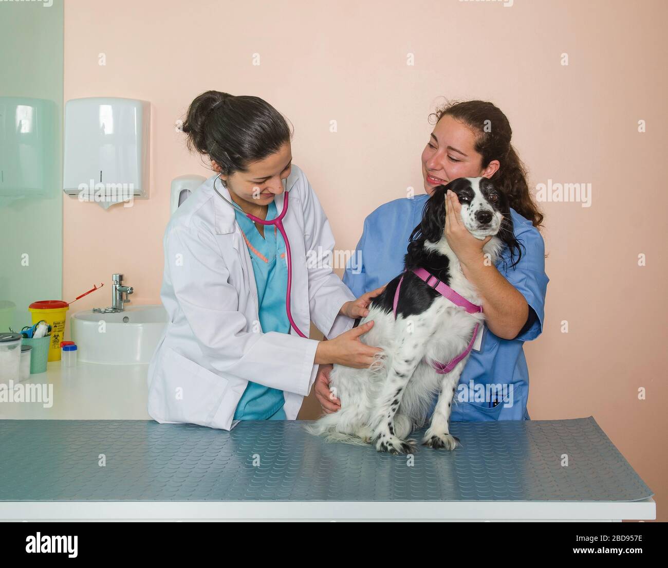 Tierarzt untersucht einen Hund im Büro Stockfoto