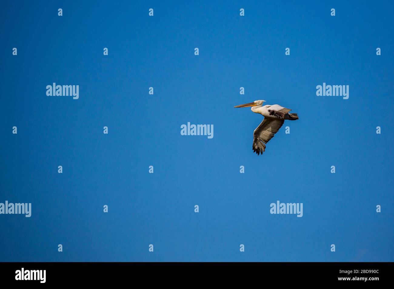 Unglaublich schöner großer Dalmatiner, einfacher Pelikan mit großer Flügelspannweite. Klarer Winterhimmel über Porto Lagos, Nordgriechenland. Malerischer tiefgefrorener Moment der Natur Stockfoto