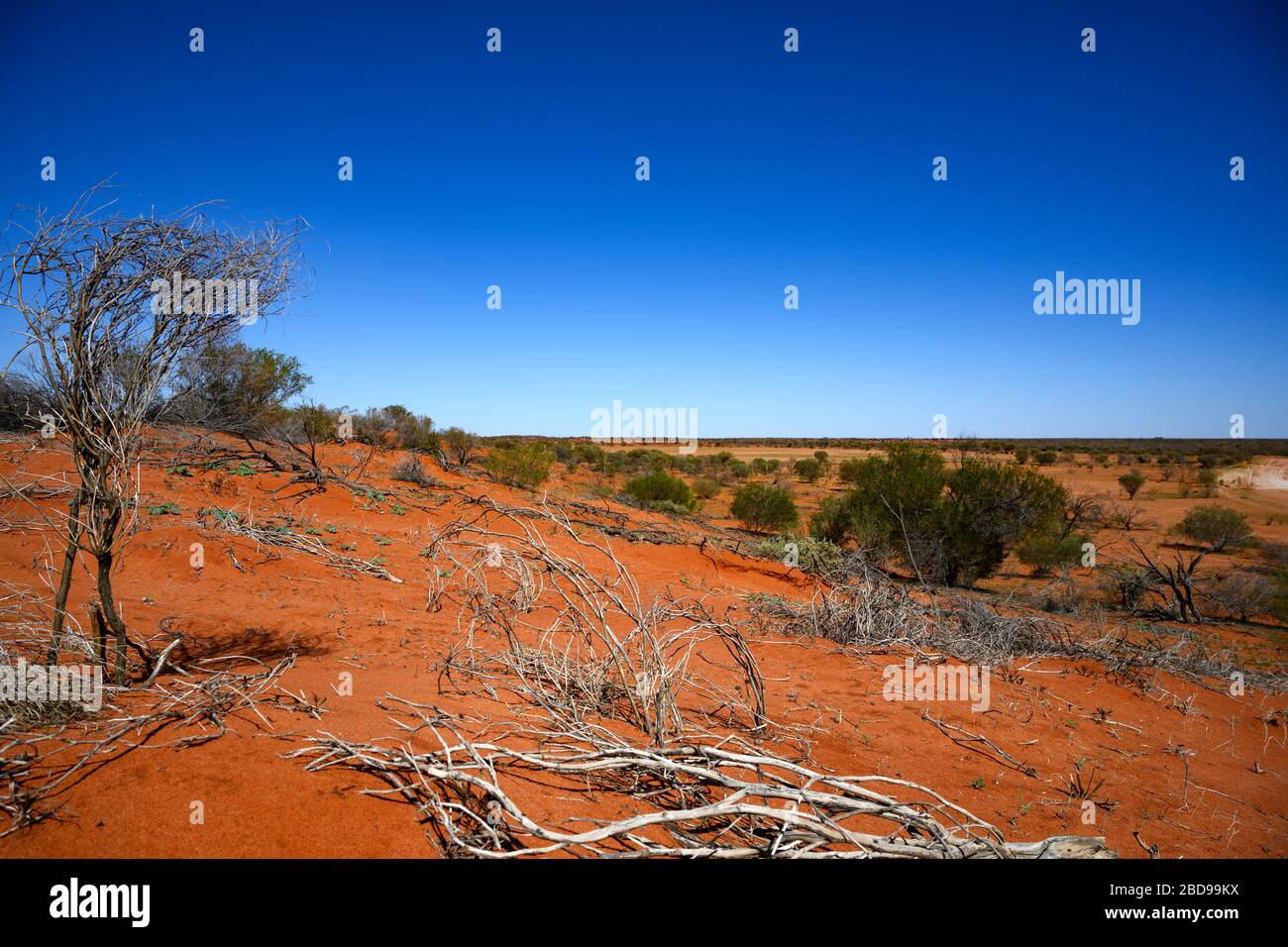 Das abgelegene Outback Australiens mit dem auffälligen Rot der Sanddünen. Sturt Nationalpark. Stockfoto