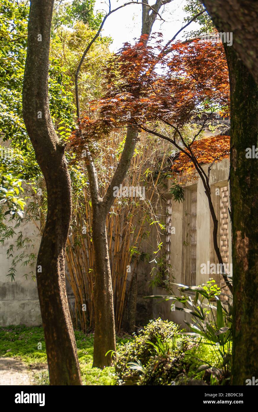 Suzhou China - 3. Mai 2010: Bescheidener Administratorengarten. Nahaufnahme einer ruhigen Ecke mit Bambus und Bäumen mit rotem und grünem Laub. Stockfoto