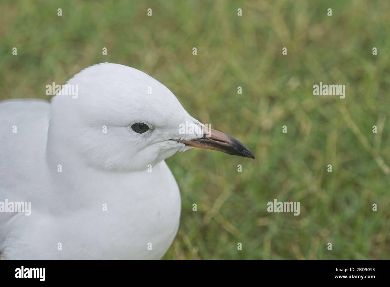 Australischer Möwe mit Kopfschuss, aus nächster Nähe, mit dem Auge und dem markanten Schnabel. Stockfoto