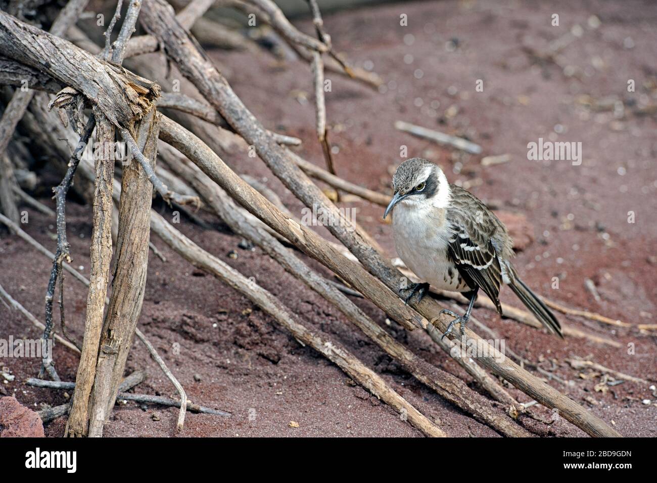 Der Galápagos-Mockingbird (Mimus parvulus) ist eine Vogelart in der Familie Mimidie Stockfoto