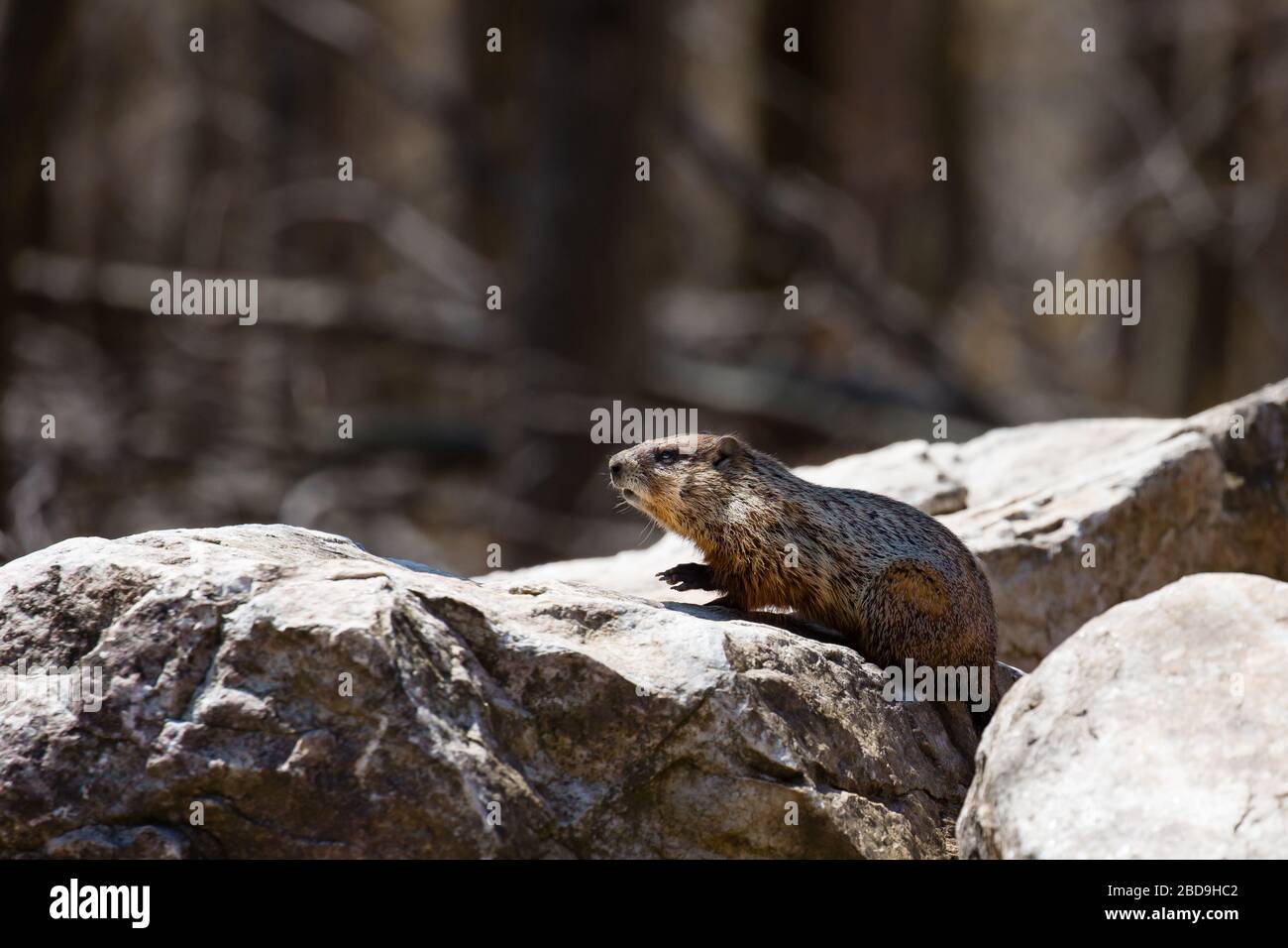 Groundhog (Marmta Monax) oder Woodchuck, die im Frühling auf einem Felsen in Wisconsin in Alarmbereitschaft stehen Stockfoto