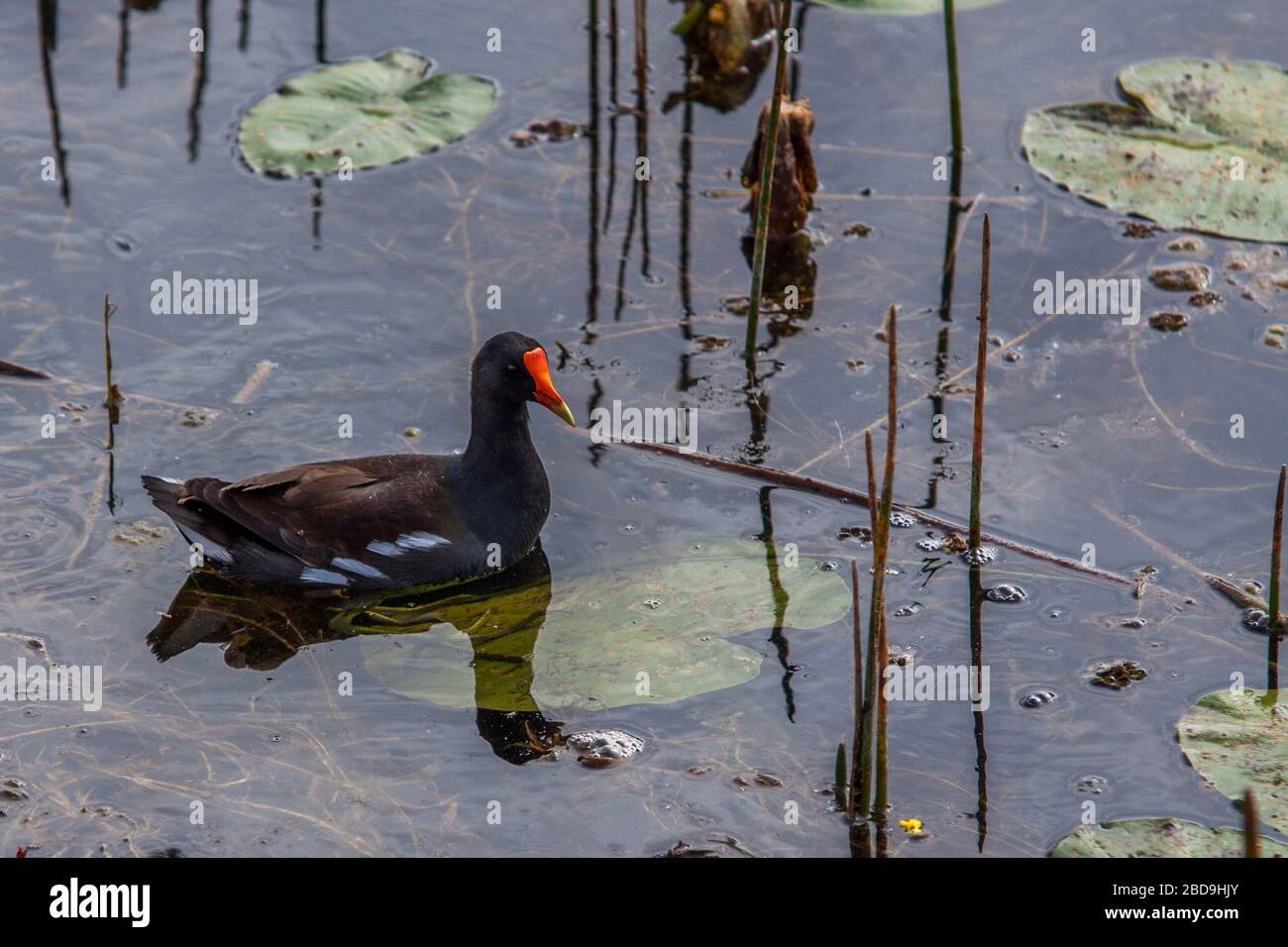 Gallinule. Stockfoto