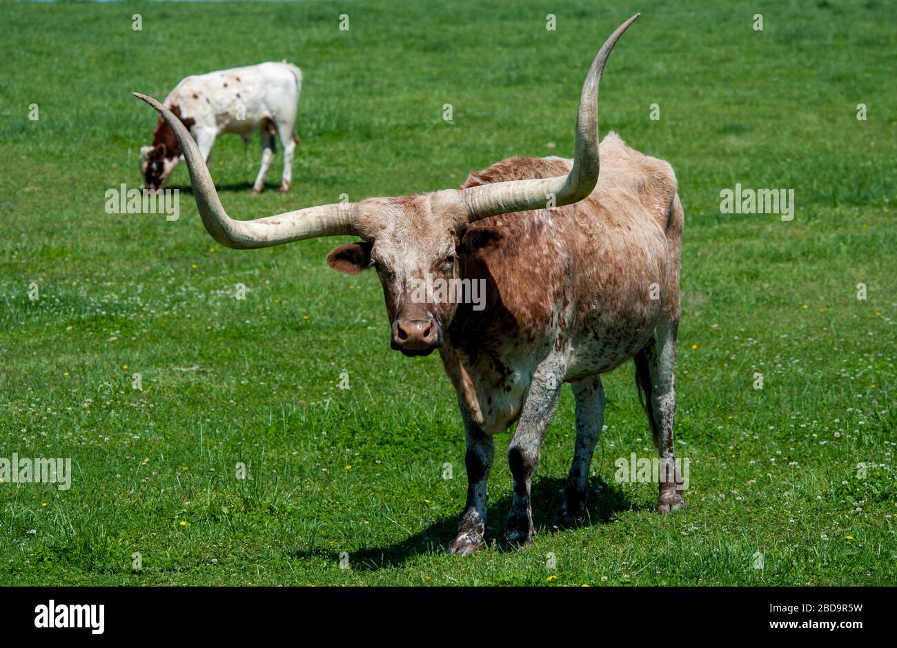 Longhorn-Rind auf Weide auf Ranch Stockfoto
