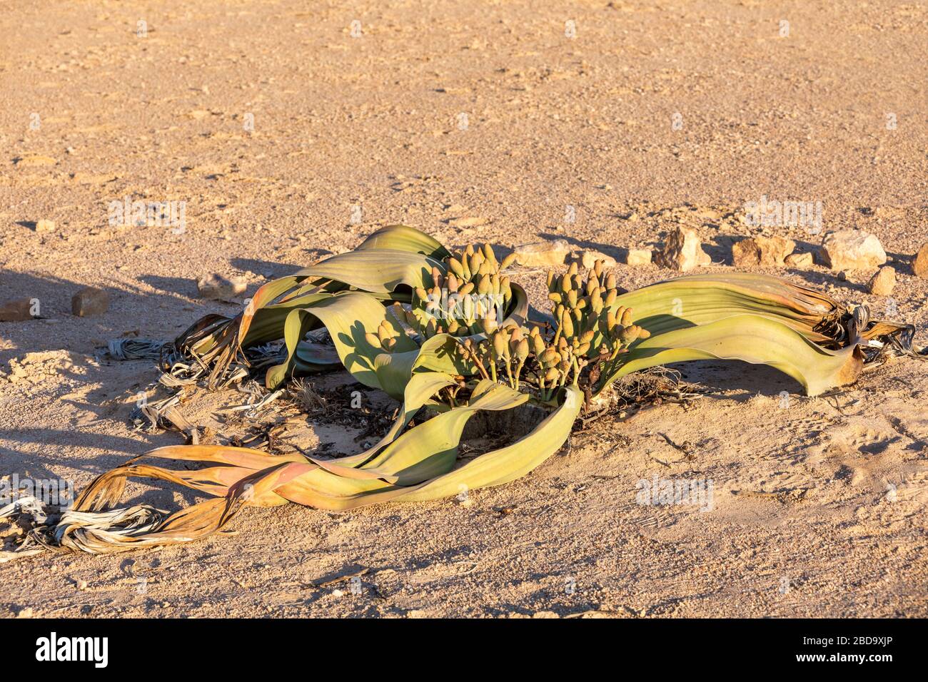 Welwitschia mirabilis blüht, in Blüte mit weiblichen Zapfen, die anfangen, Samen zu verwerfen, tausend Jahre alte Pflanze, Swakopmund, Erongo, Namibia, Amazing de Stockfoto