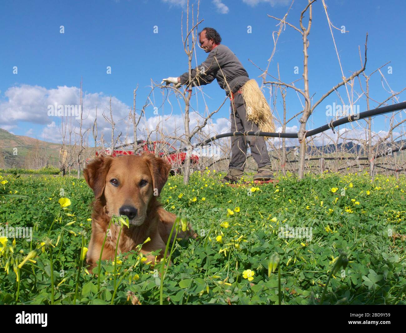 SIZILIEN, ITALIEN - 29. FEBRUAR 2007: Ein Züchter arbeitet zwischen jungen Bäumen ohne Blätter seines Obstgartens und sein Hund schaut auf die Kamera Stockfoto