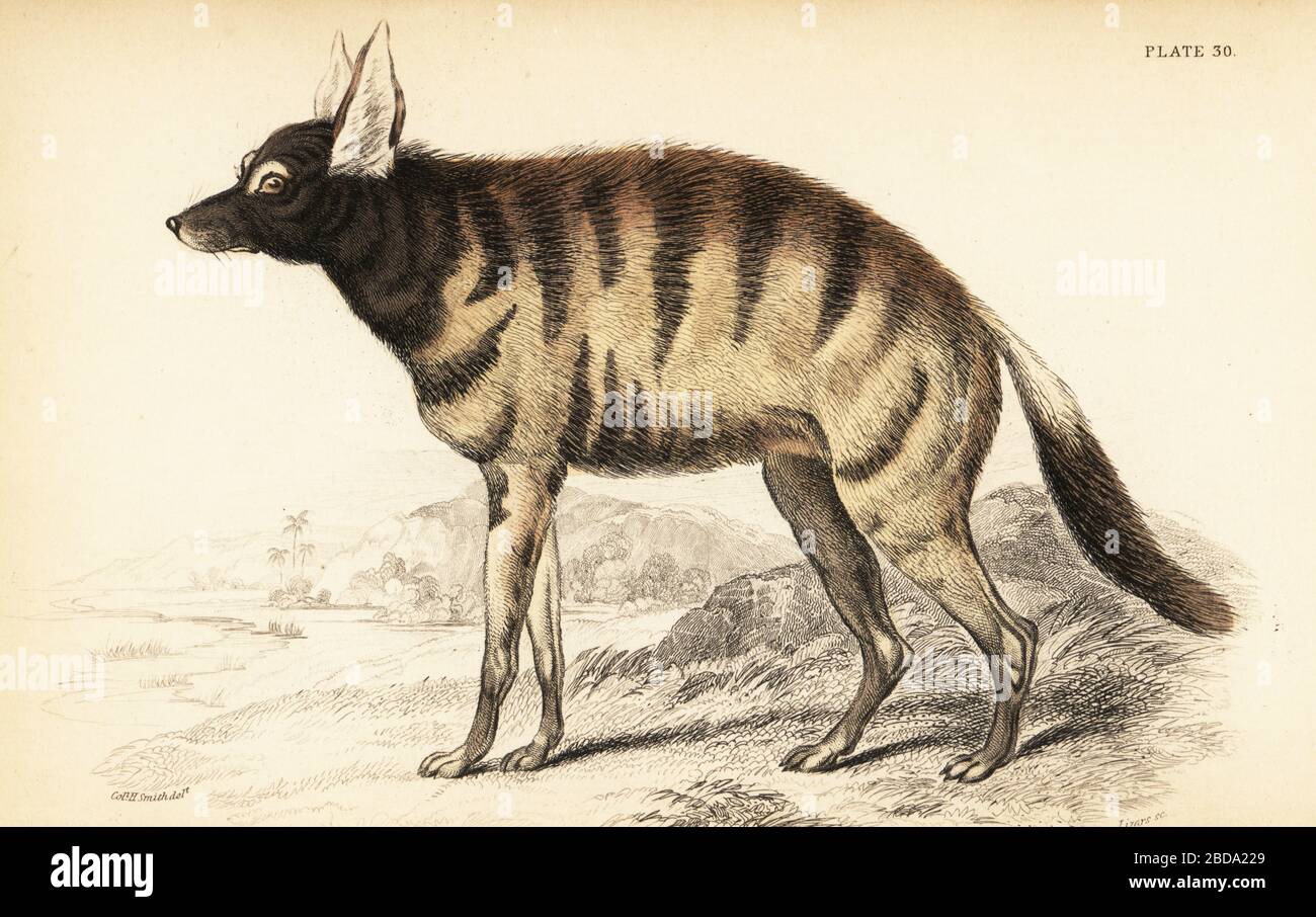 Aardwolf, Proteles cristata (Proteles lalandii, Viverra hyaenoides). Handfarbige Stahlgravur von William Lizars aus einer Zeichnung Colonel Charles Hamilton Smith aus seinem Band über Hunde aus Sir William Jardine's Naturalist's Library: Mammalia, W. H. Lizars, Edinburgh, 1840. Stockfoto