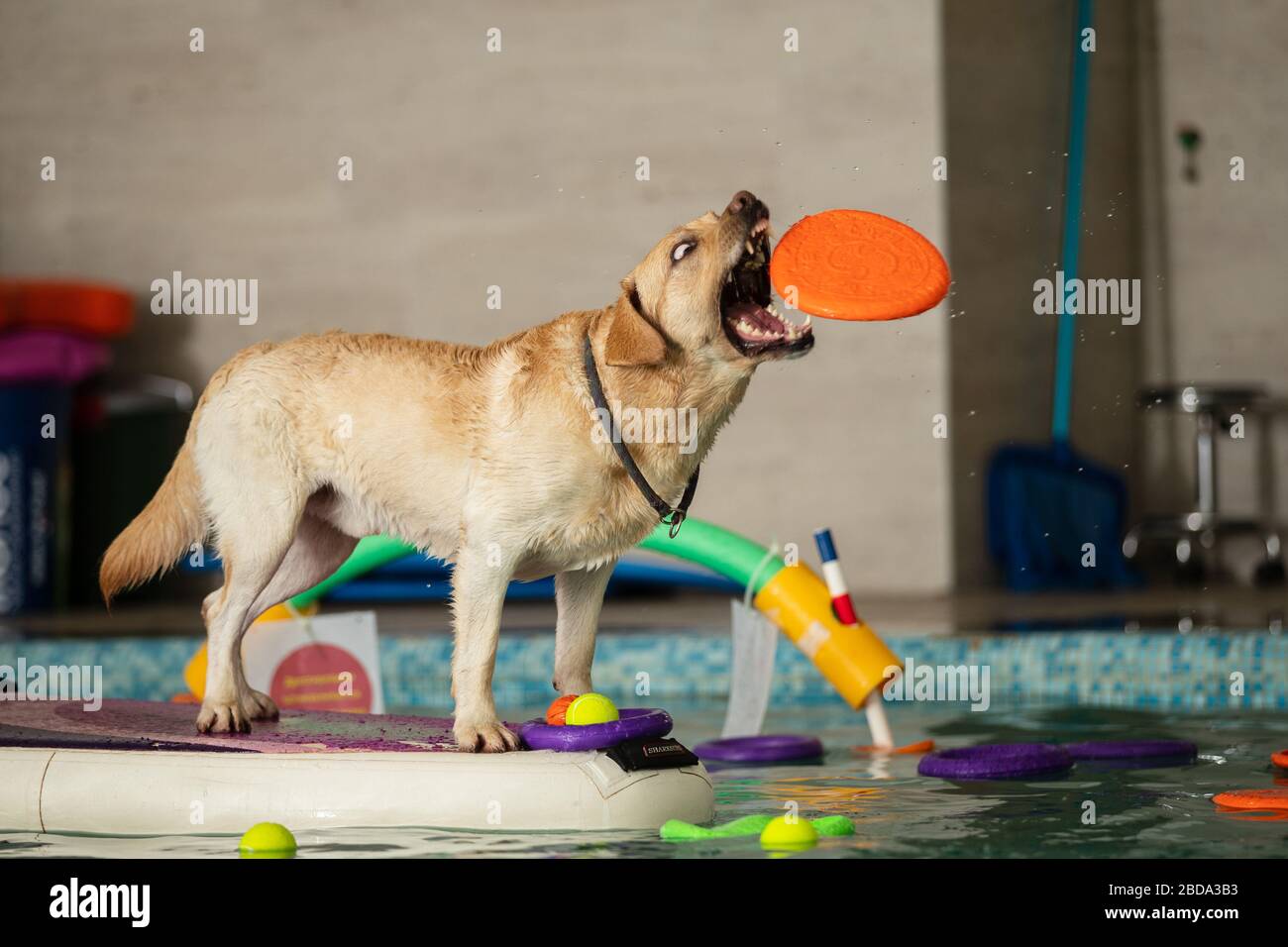 Der Hund steht und springt mit einem Spielzeug im Pool Stockfoto