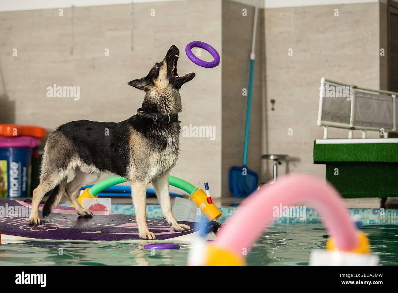 Der Hund steht und springt mit einem Spielzeug im Pool Stockfoto