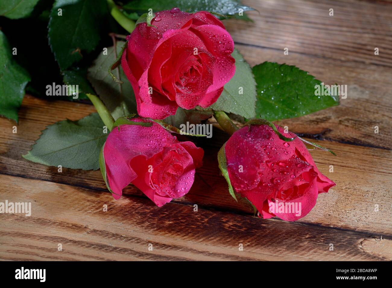 Blumenstrauß aus Rosen Nahaufnahme Stockfoto