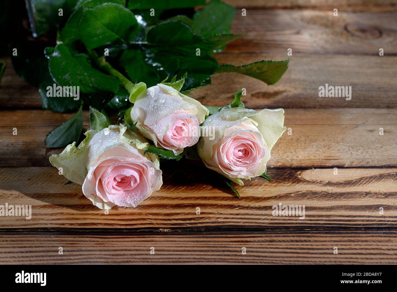 Blumenstrauß aus Rosen Nahaufnahme Stockfoto