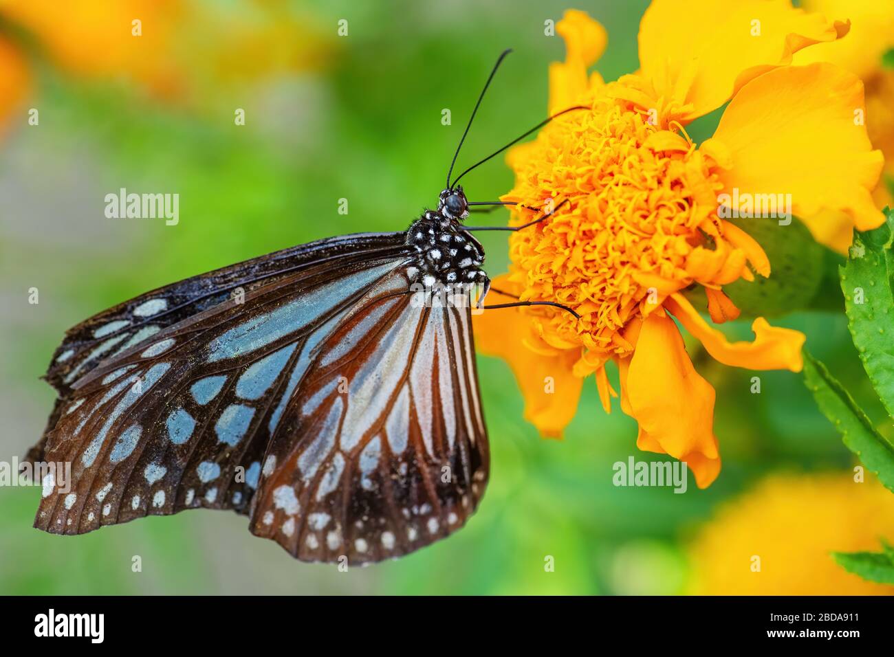 Blauer glasiger Tiger-Schmetterling - Ideopsis vulgaris, schöner großer Schmetterling aus ostasiatischen Wiesen und Waldgebieten, Malaysia. Stockfoto