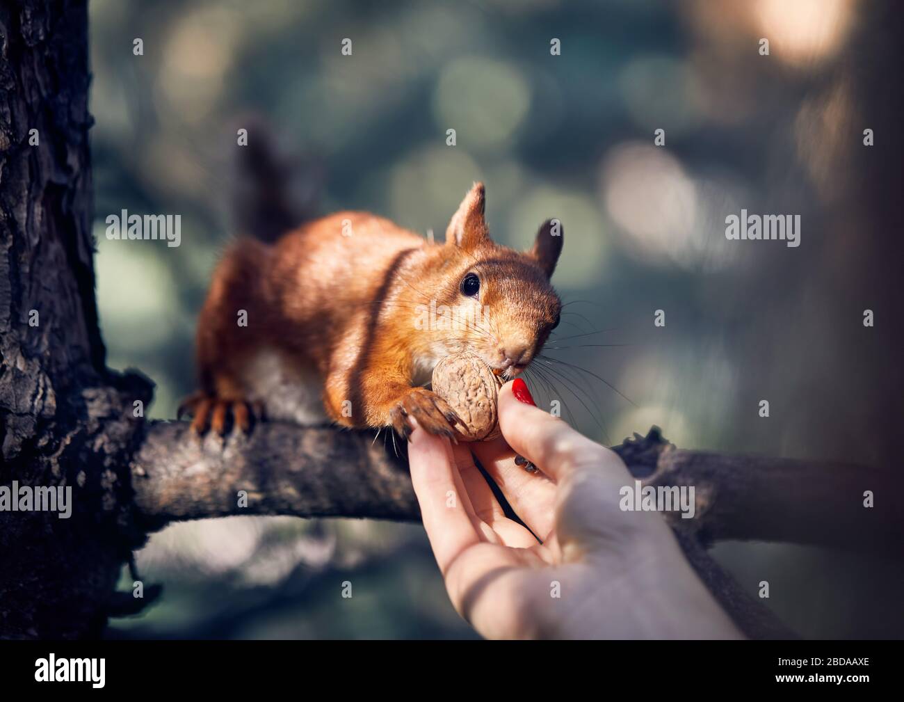 Junge Frau in der Fütterung Eichhörnchen auf dem Zweig in Pinienwald Stockfoto
