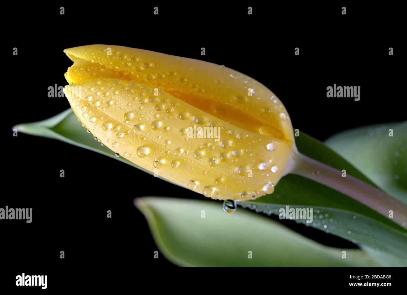 Gelbe Tulpe isoliert mit Tau-Tropfen auf schwarzem Hintergrund Stockfoto