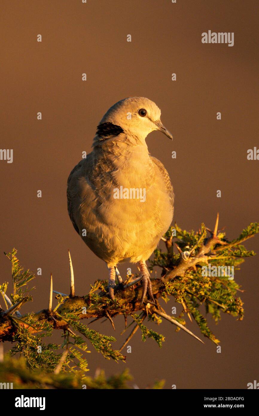 Ringhalsige Taube am Dornbusch in goldenem Licht Stockfoto