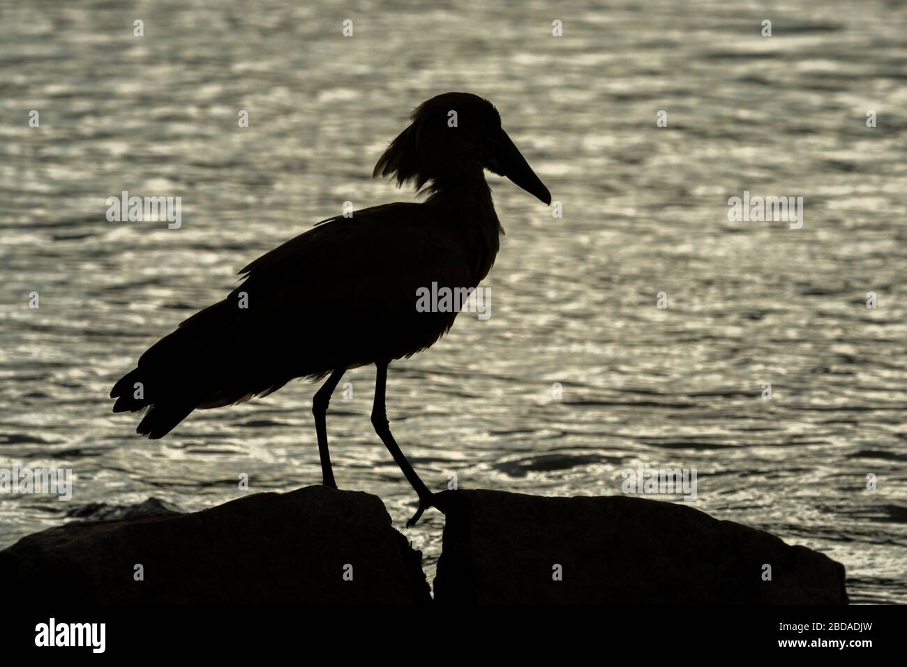 Silhouette eines Hamerkops, der an einem felsigen Flussufer spazieren geht Stockfoto
