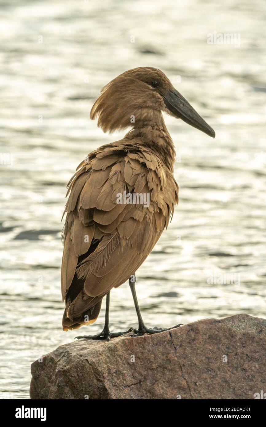 Silhouette des Hamerkops, der an einem felsigen Flussufer steht Stockfoto