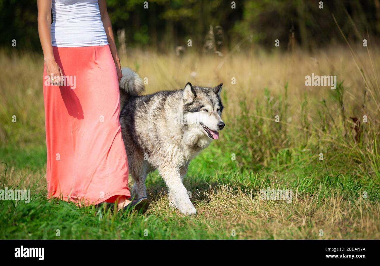 Frau, die mit einem Alaska-Malamute-Hund spaziert Stockfoto