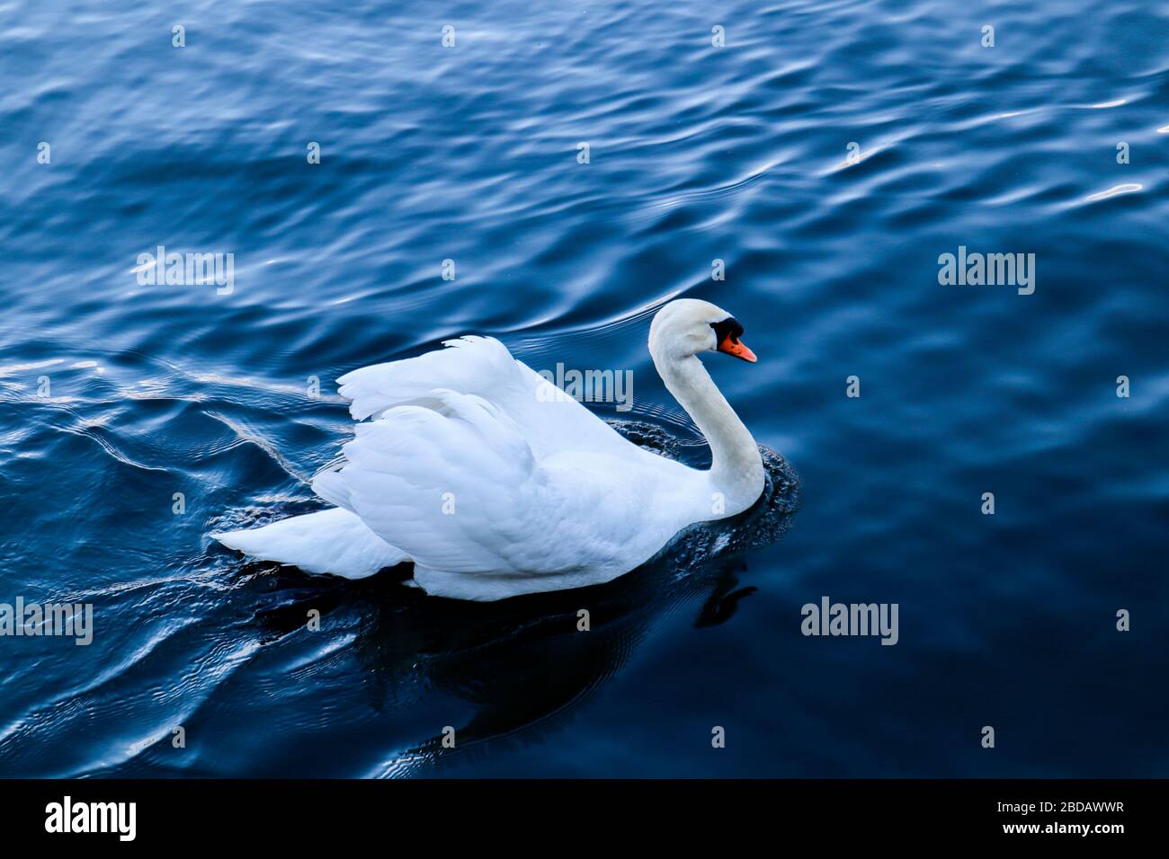 Eleganter Weißer Schwan im Hallstätter See Stockfoto