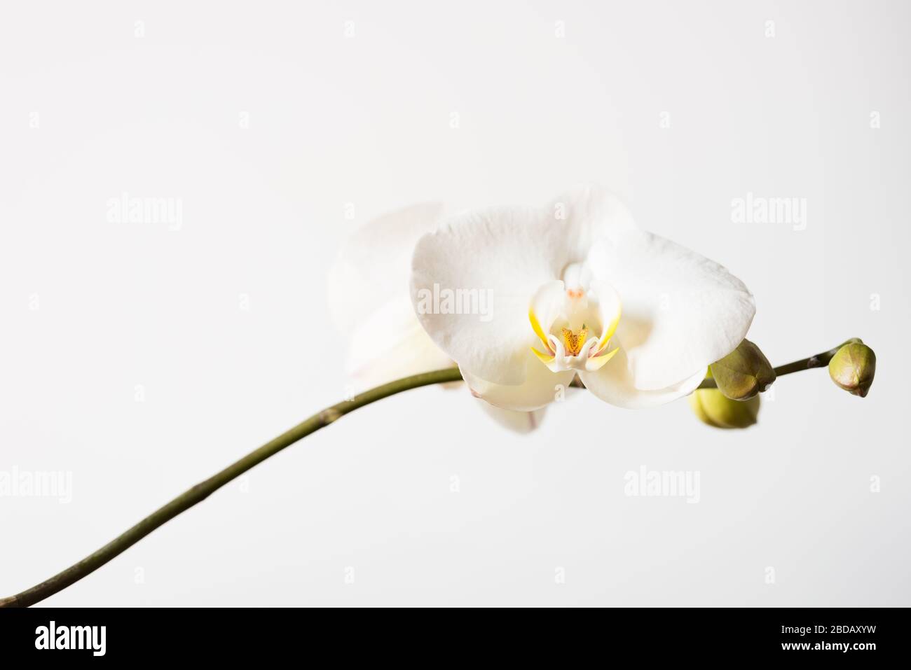 Weiße Orchideenblume isoliert. Weißer minimaler floraler Hintergrund mit Kopierfläche. Einfachheit. Stockfoto