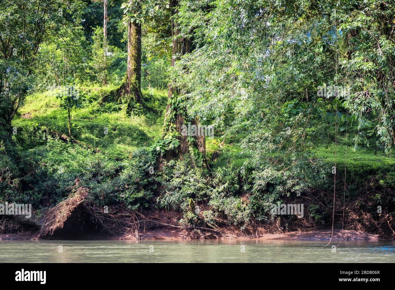 Traumhafte Landschaft eines tropischen Flusses, umgeben von einem üppigen Wald. Rio Sarapiqui, Costa Rica. Stockfoto