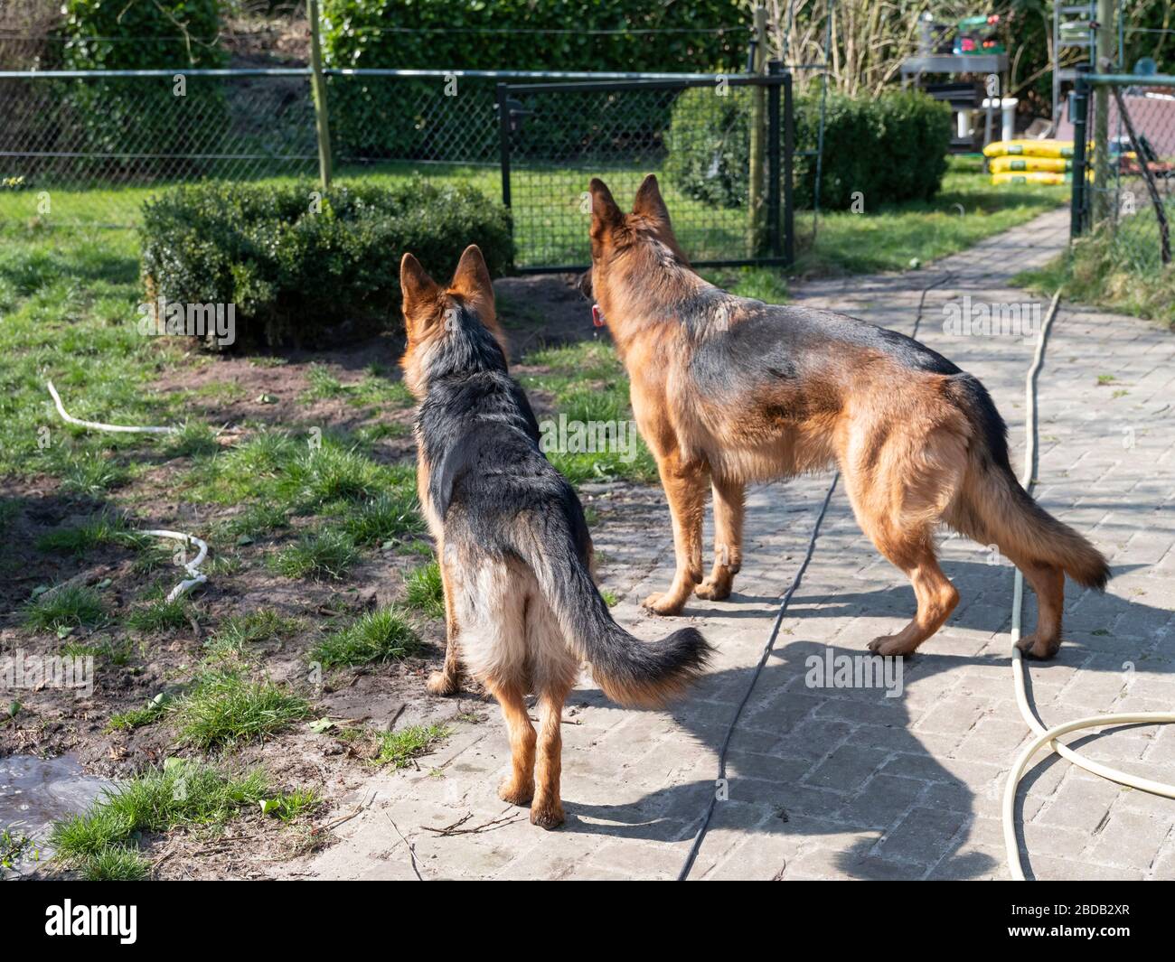 Porträt zweier Deutscher Hirte, die Hunde beobachten gemeinsam über das Gelände. Stockfoto