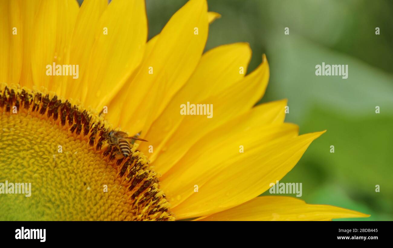 Sonnenblumen und Bienen, die in einem Garten Nektar suchen, selektiv fokussiert, verschwommen und unfokussiert Stockfoto