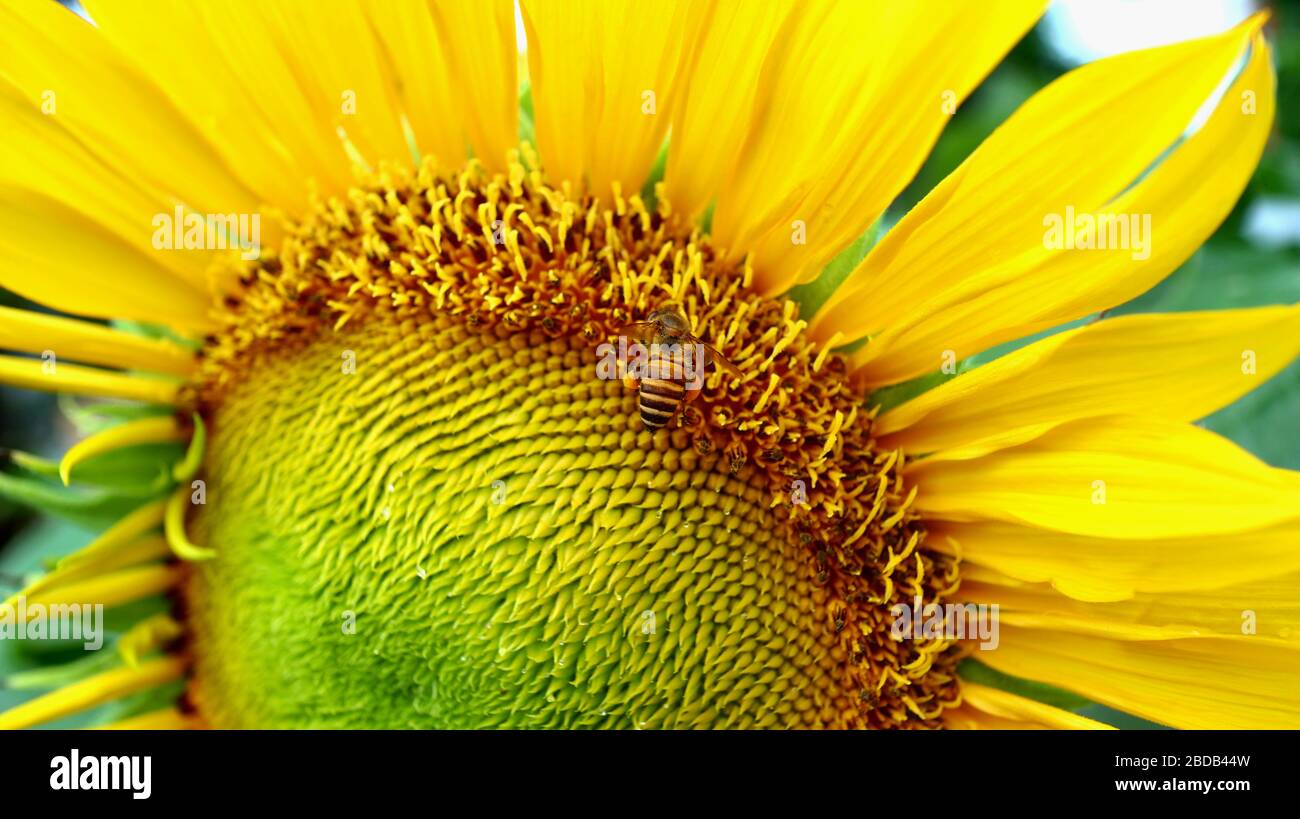 Sonnenblumen und Bienen, die in einem Garten Nektar suchen, selektiv fokussiert, verschwommen und unfokussiert Stockfoto