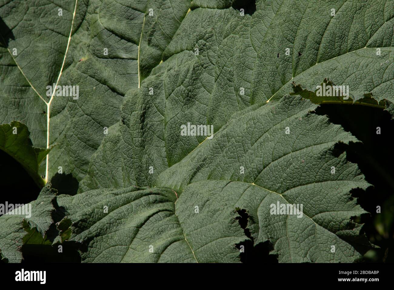 Giant Gunnera Blätter Stockfoto