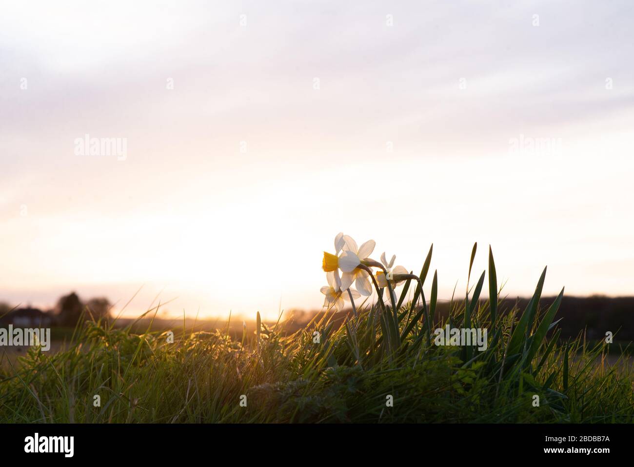 Narzissen wachsen wild in Feldern bei Sonnenuntergang Stockfoto