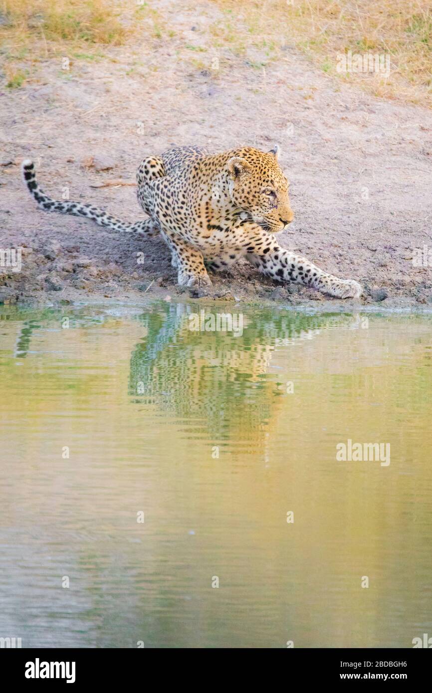 Leoparden Leoparden trinken kruger Südafrika Stockfoto