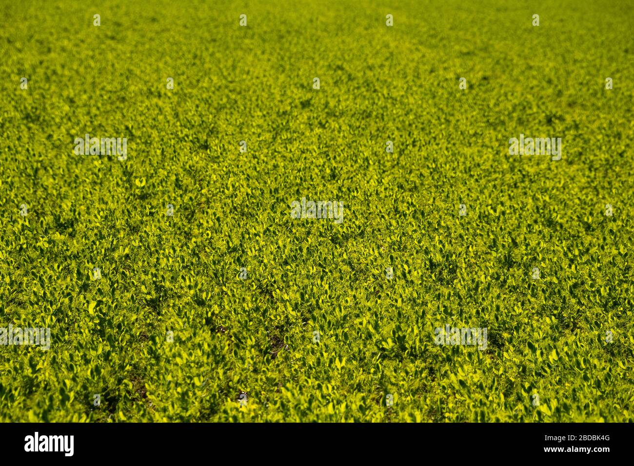Februar 2020 - Belianes-Preixana, Spanien. Ein grünes Feld in den Plainas von Belianes-Preixana. Stockfoto