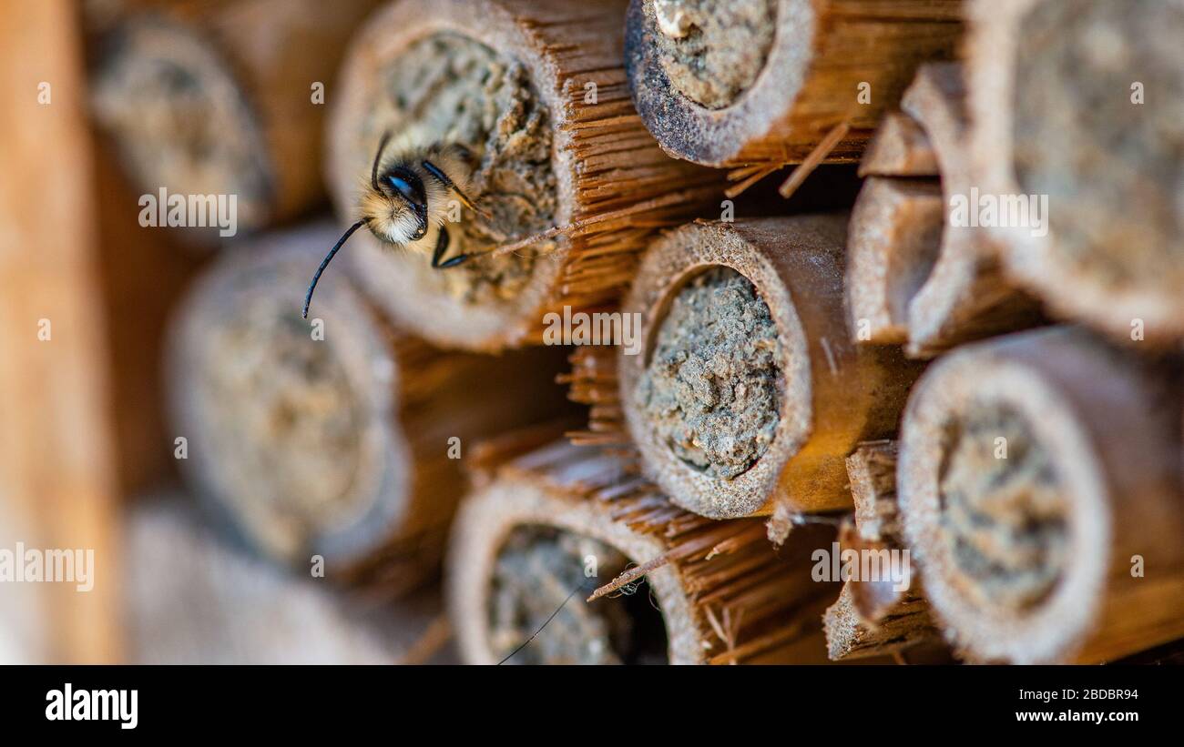 Mason-Bienen schlüpfen im Frühling nach langem Winter. Bee Hotel, Bambusröhren Stockfoto