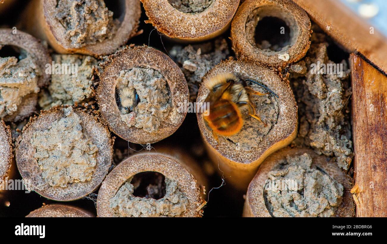 Mason-Bienen schlüpfen im Frühling nach langem Winter. Bee Hotel, Bambusröhren Stockfoto