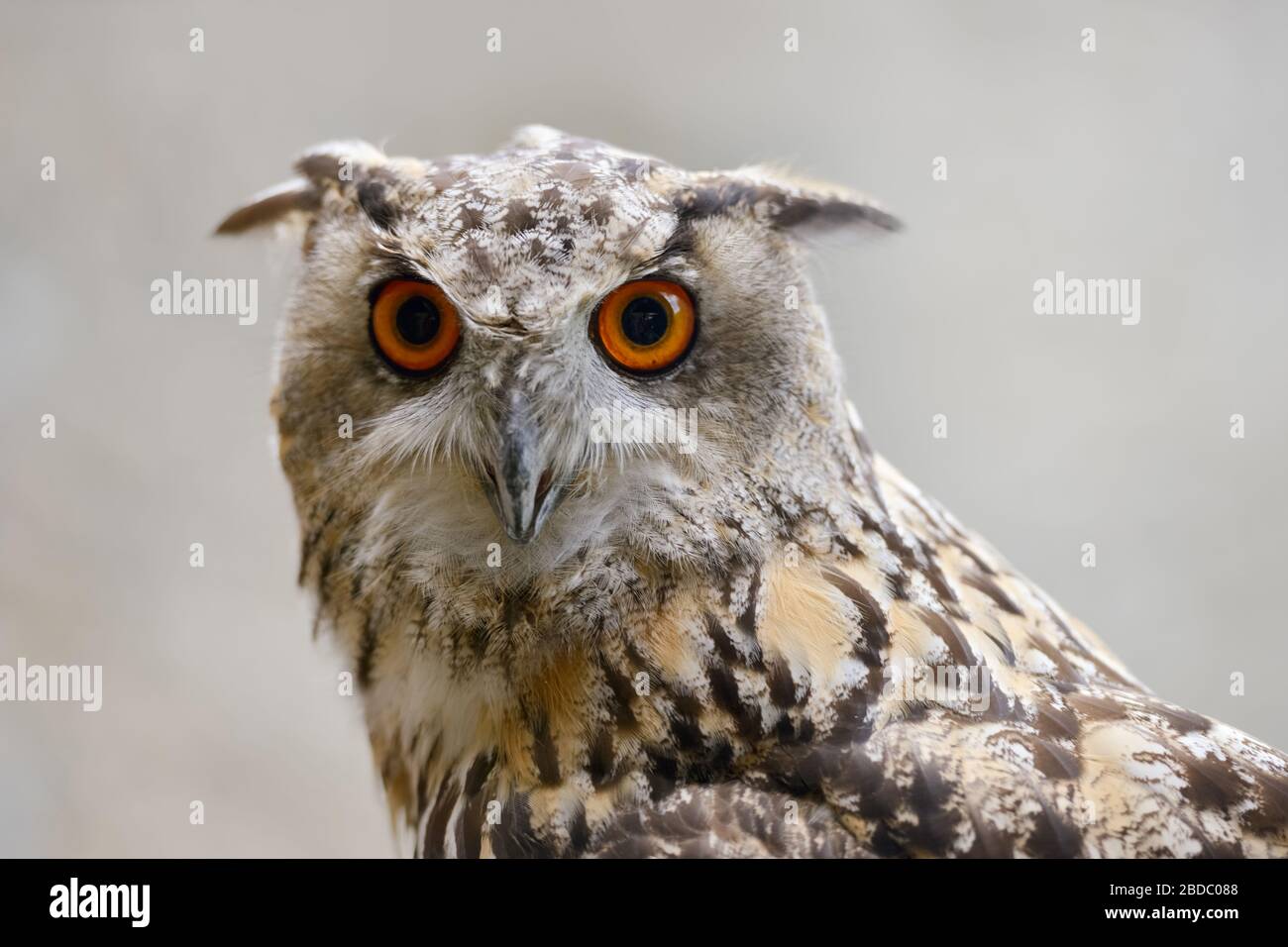 Eagle Owl ( Bubo bubo ), Eurasische Eagle-Owl, auch Northern Eagle Owl oder European Eagle-Owl genannt, Erwachsene, detaillierter Headshot, Frontalansicht, Europa. Stockfoto