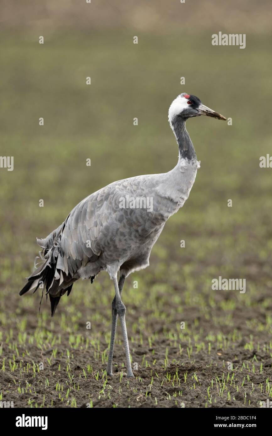 Kranich/Graukranich (Grus Grus), Erwachsener, ruht auf Ackerland, in Winterweizen, Zugvogel, Wildlife, Europa. Stockfoto