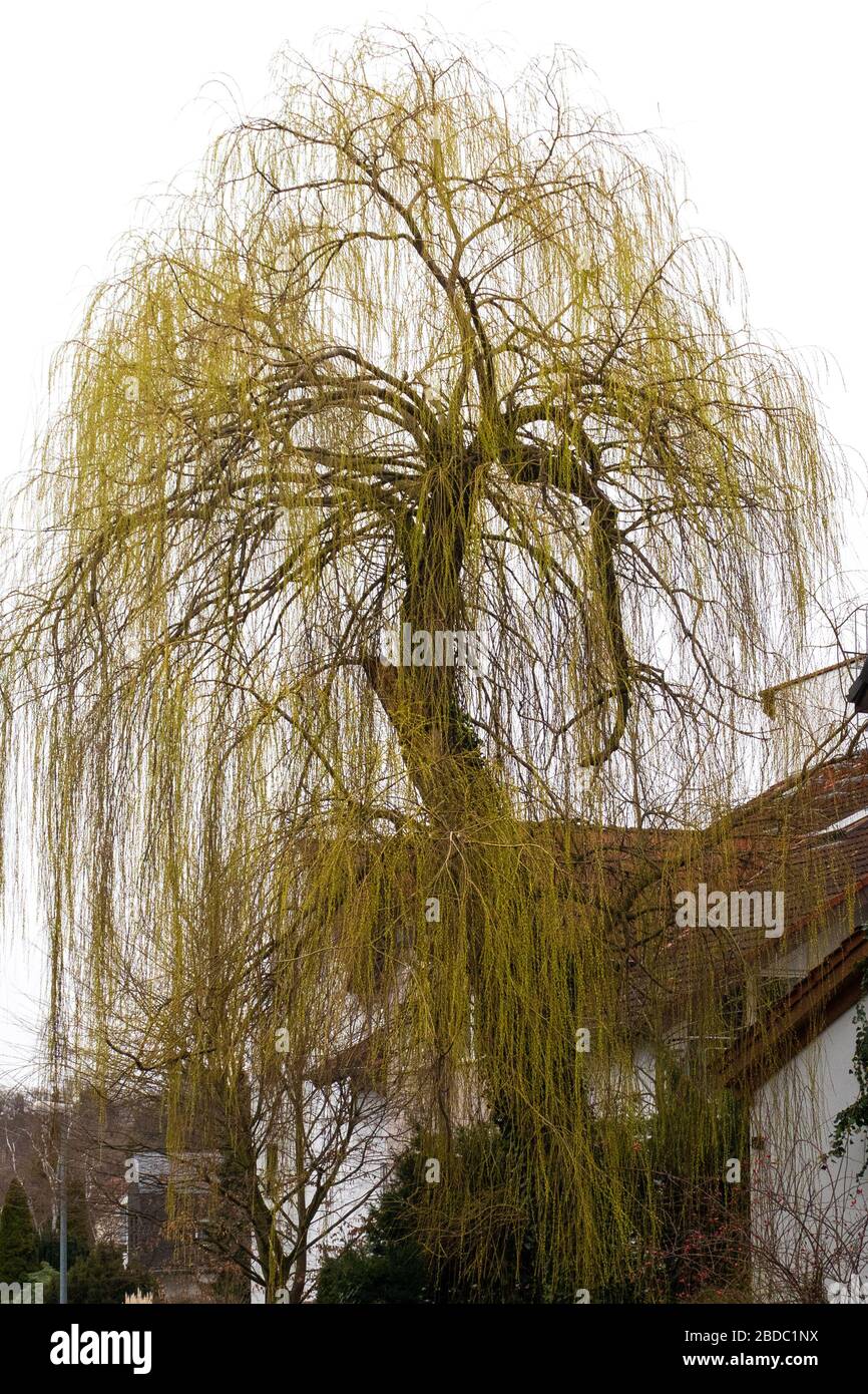 Goldener Weidenbaum blüht im Spätwinter vor einem Haus in Mainz. Stockfoto