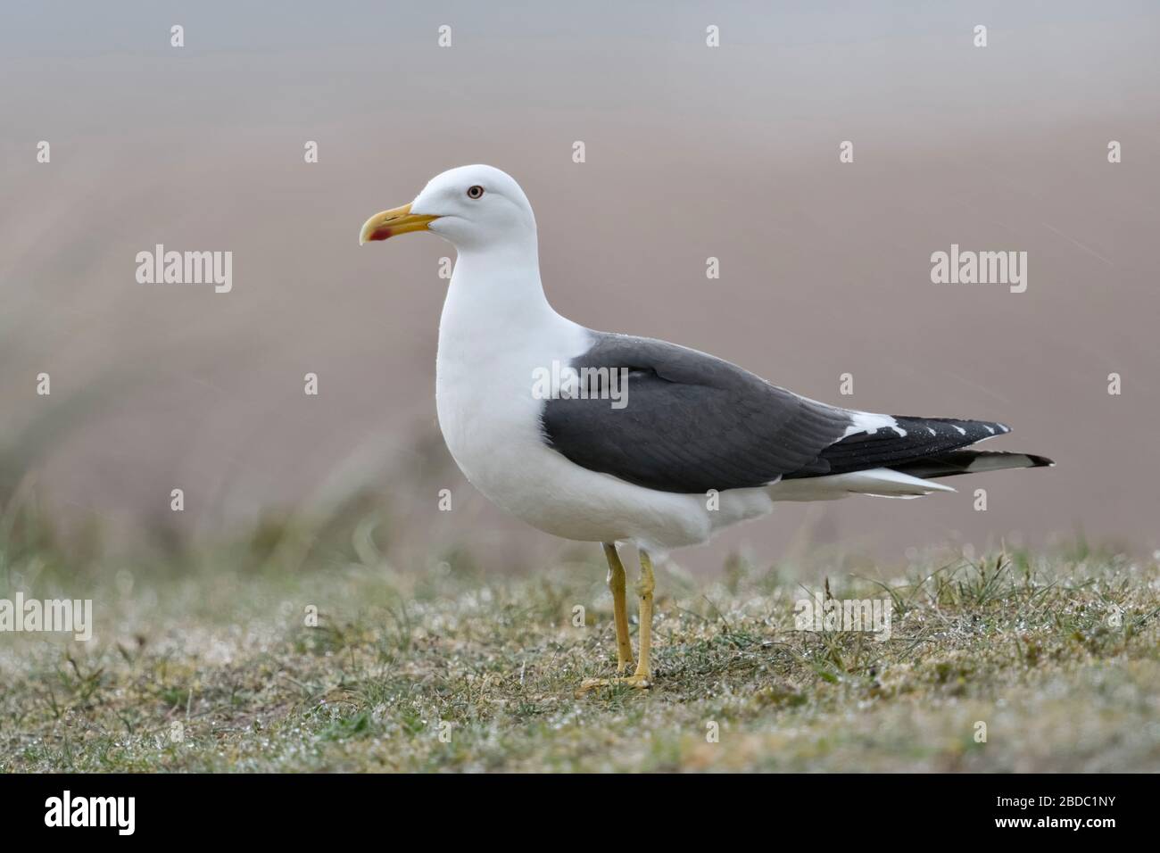 Heringsmöwe/Heringsmoewe (Larus fuscus) stehen auf einer Düne, typische Möwe, Wildlife, Europa. Stockfoto