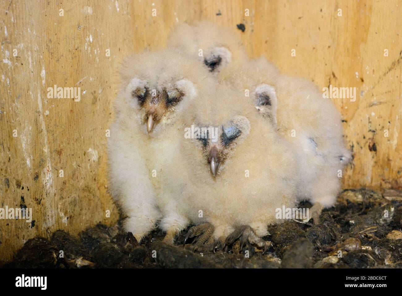 Schleiereule (Tyto alba), Küken, Nachkommen, geduckt, sitzen in ihrer Nisthilfe, Schlafen, netten und lustigen Tier Babys, Wildlife, Europa. Stockfoto