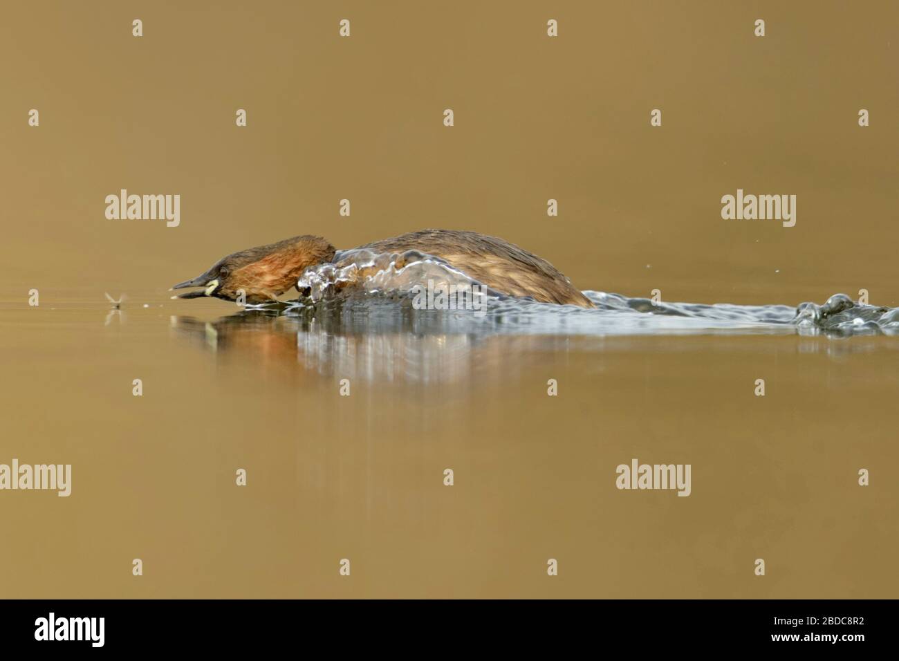 Zwergtaucher/Zwergtaucher (Tachybaptus ruficollis), Erwachsene in der Zucht Kleid, in Aktion, die Jagd auf ein Insekt, Wildlife, Europa. Stockfoto